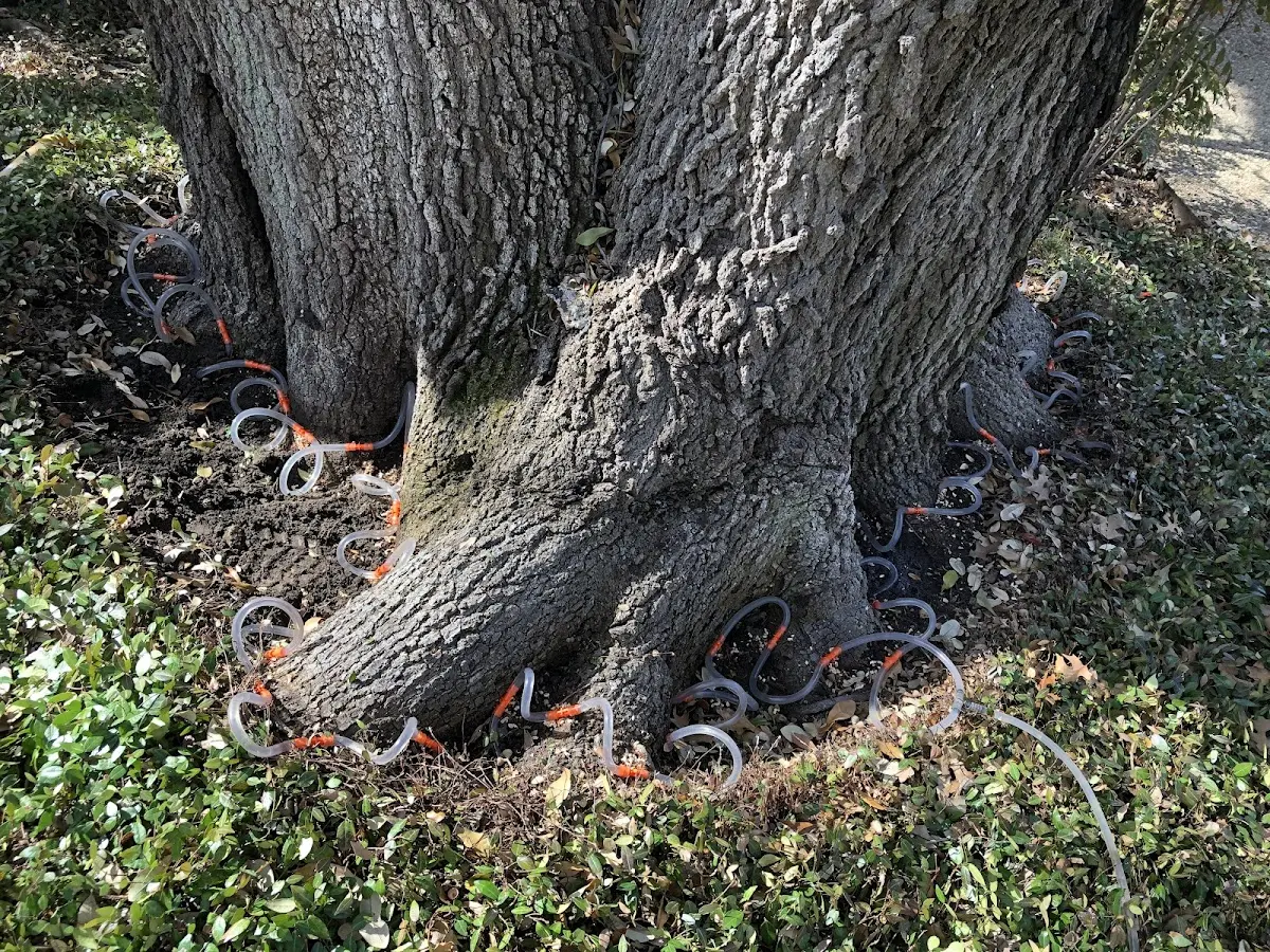 Detailed Tree Cabling and Bracing job site in Burt